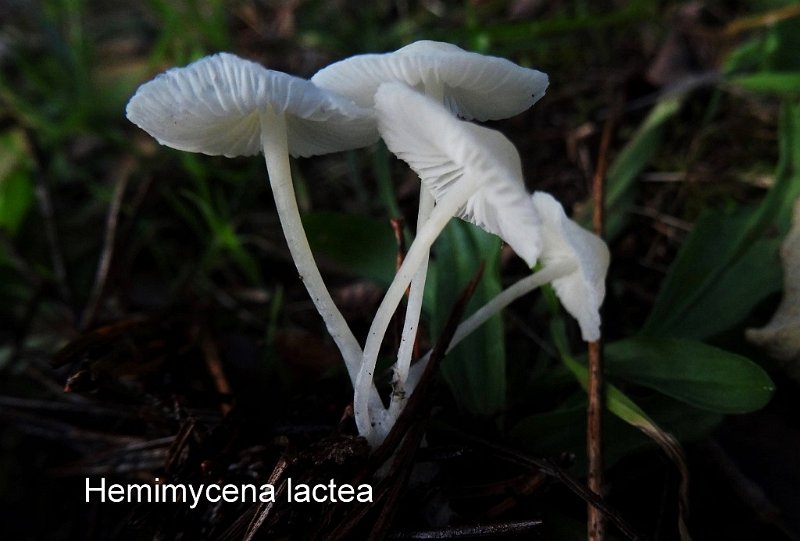 Hemimycena lactea-amf1317.jpg - Hemimycena lactea ; Syn1: Mycena lactea ; Syn2: Collybia delicatella ; Nom français: Mycène blanc de lait